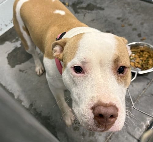 Photo of Sandy, adoptable American Staffordshire Terrier in Tavares, Florida