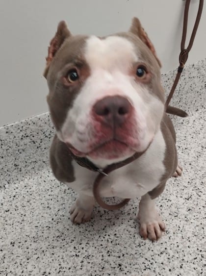 Photo of Huncho, adoptable dog in Atlanta, Georgia