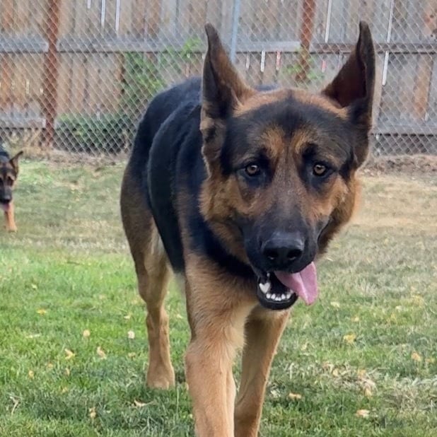 Photo of Arrow, adoptable Mixed Breed (Large) in Medford, Oregon