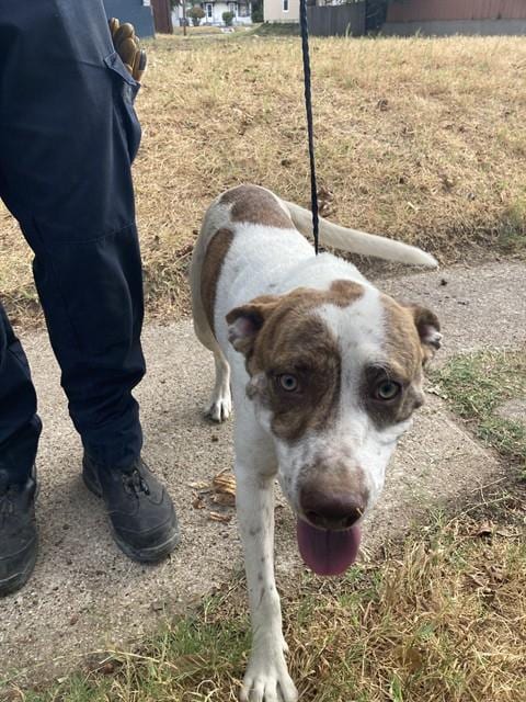 Photo of Eminem, adoptable Mixed Breed