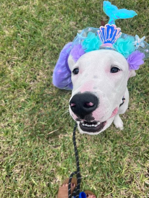 Photo of Sweet Pea, adoptable Unknown breed (short coat) in Gainesville, Florida