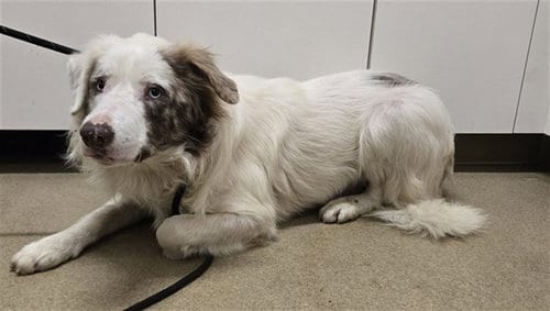 Photo of Boomer, adoptable Border Collie in Santa Maria, California