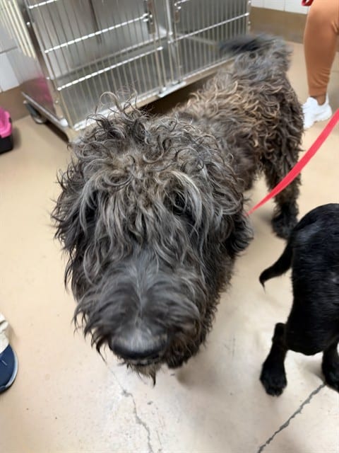 Photo of Shadow, adoptable Poodle - Standard in Chicago, Illinois
