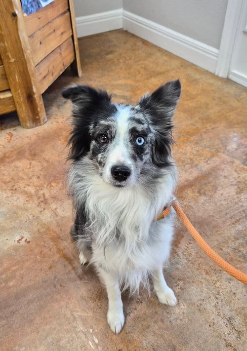 Photo of Caspian, adoptable Australian Shepherd in Bolivar, Missouri