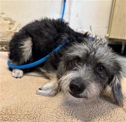 Photo of Genie, adoptable Border Terrier in Camarillo, California