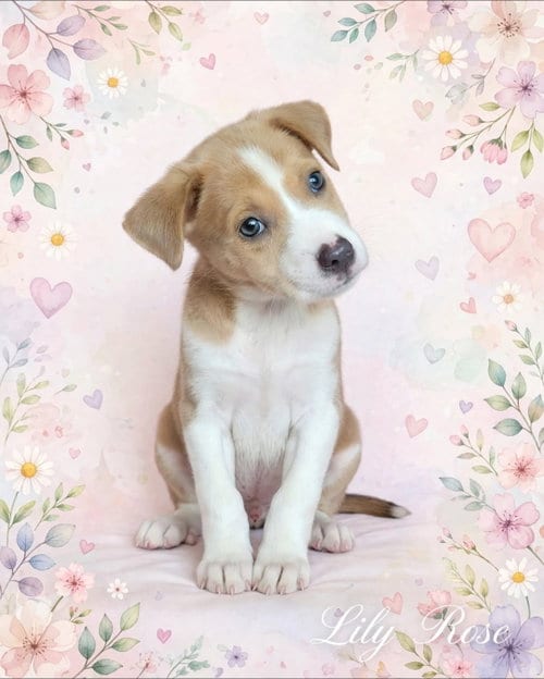 Photo of Lily Rose, adoptable Labrador Retriever in Newark, Delaware