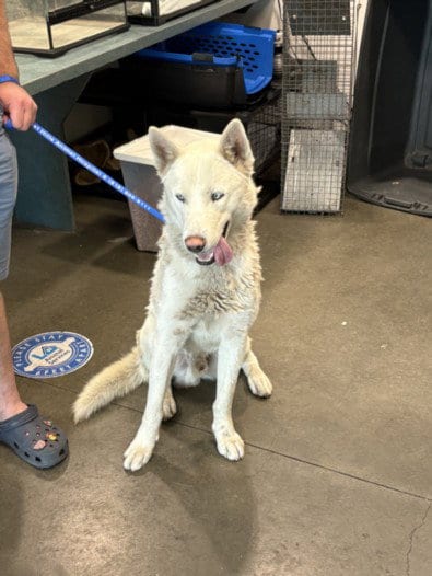 Photo of Gizmo, adoptable Husky in Van Nuys, California