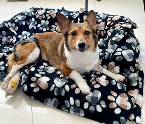 Photo of Sadie, adoptable Pembroke Welsh Corgi in Monkton, Maryland