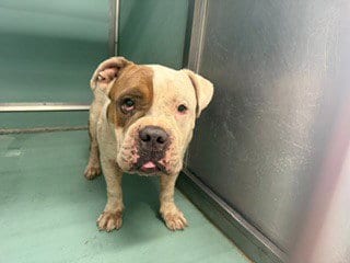 Photo of A554163, adoptable English Bulldog in Moreno Valley, California