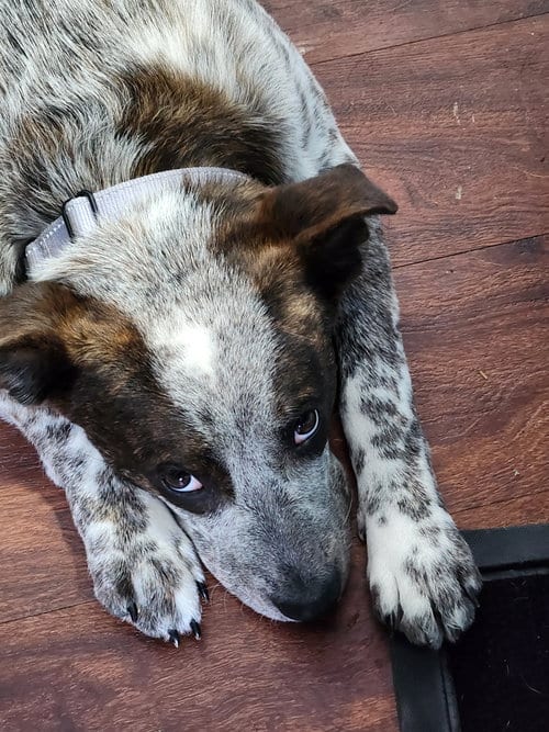 Photo of Dewey, adoptable Australian Cattle Dog/Blue Heeler in Garden City, New York