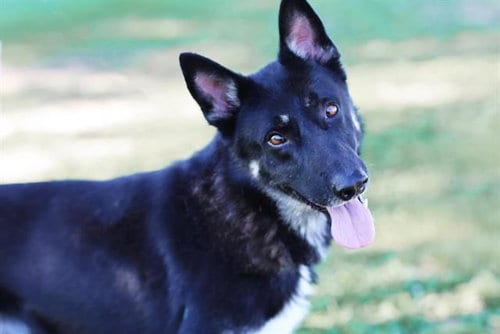 Photo of Bejorn, adoptable German Shepherd Dog in Albuquerque, New Mexico