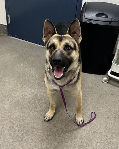 Photo of Chino, adoptable German Shepherd Dog in HESPERIA, California