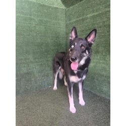 Photo of Luna, adoptable German Shepherd Dog Husky in Lancaster, California