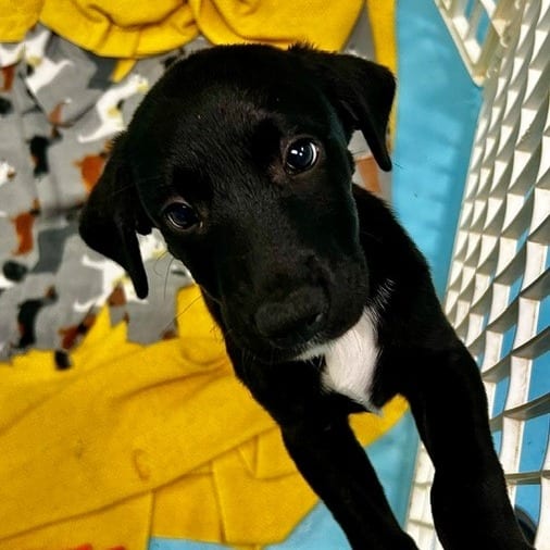 Photo of Christine, adoptable Mixed Breed (Medium) in Cape Girardeau area, Missouri