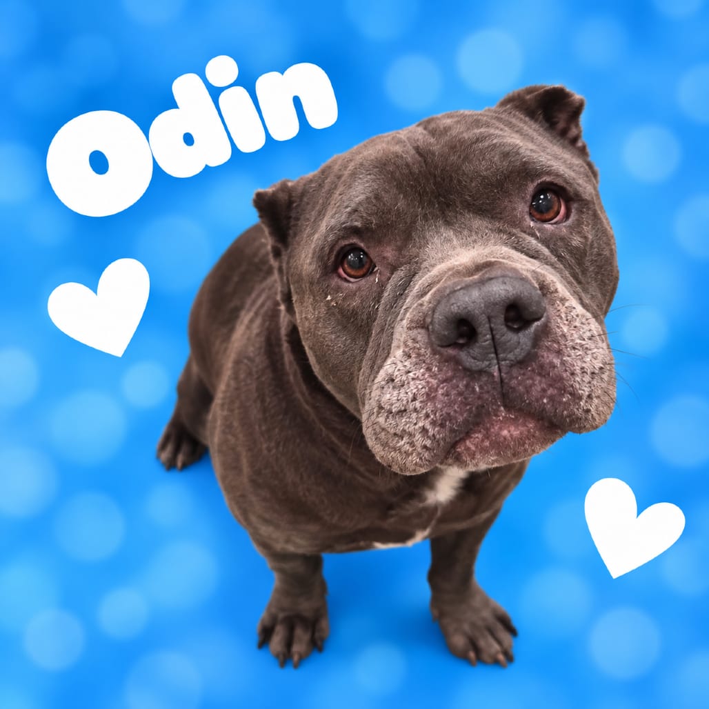 Photo of Odin, adoptable Mixed Breed (Large)