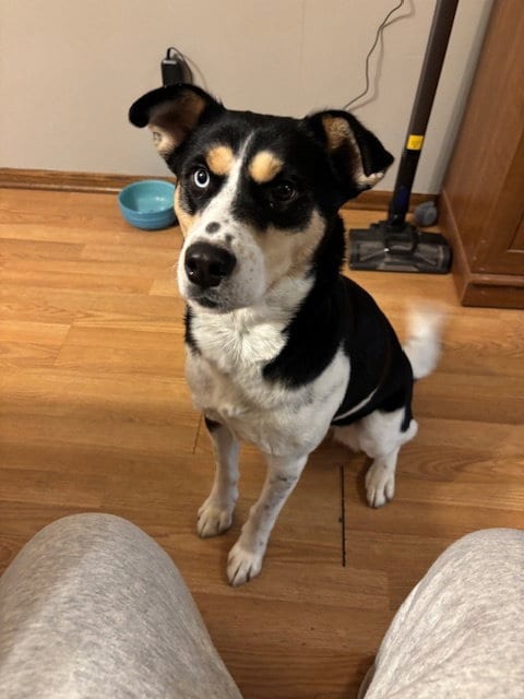 Photo of Scarletta, adoptable German Shepherd Dog in Princeton, Minnesota