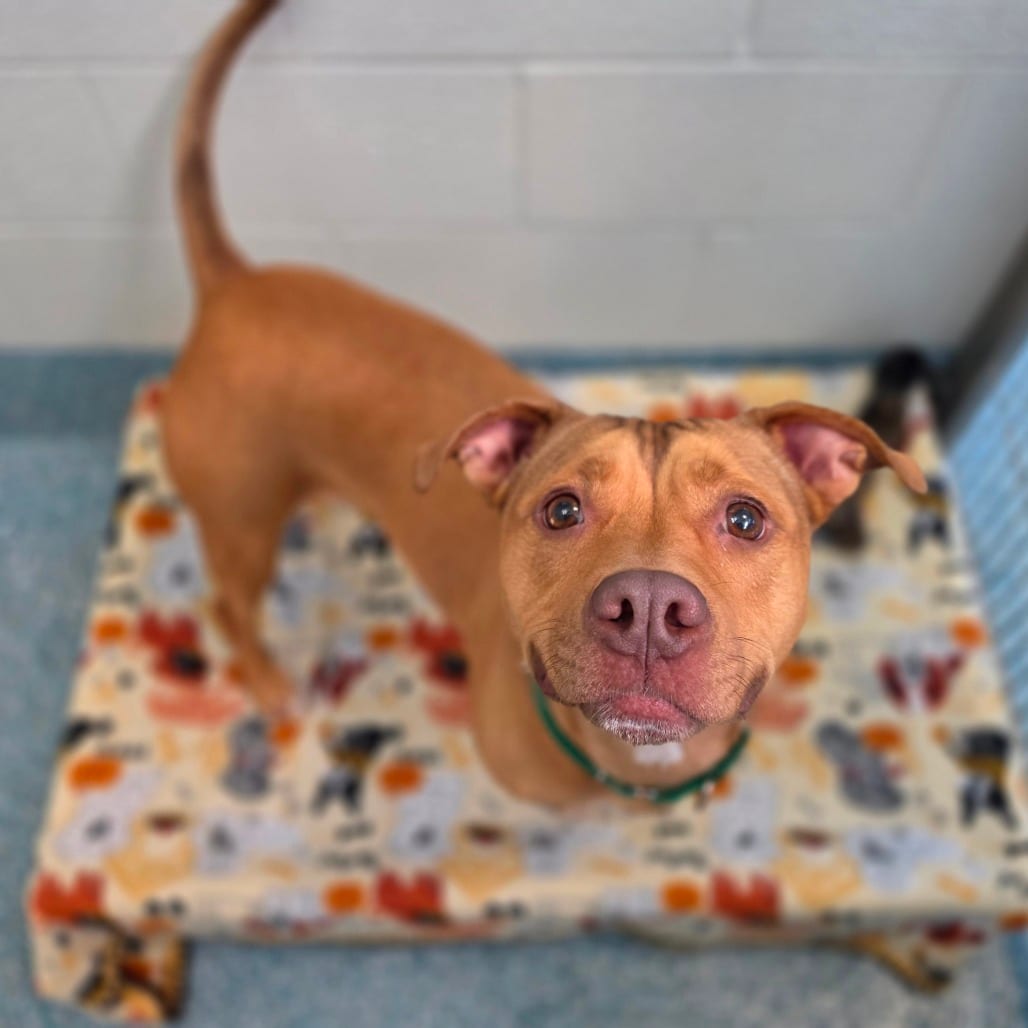 Photo of Mama, adoptable Terrier, American Pit Bull / Terrier, American Pit Bull in Greensboro, North Carolina