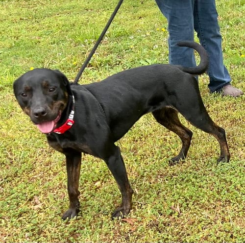 Photo of Miranda, adoptable Labrador Retriever in Munford, Tennessee