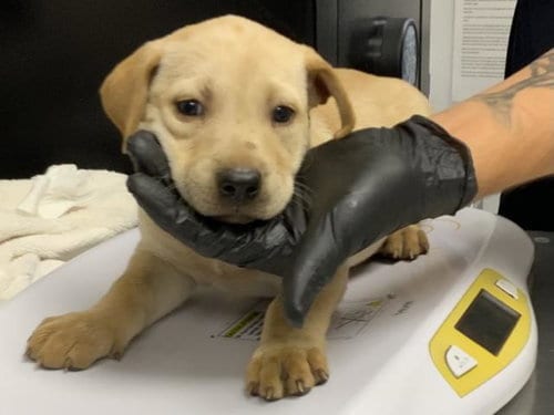Photo of A256517, adoptable Labrador Retriever in Visalia, California
