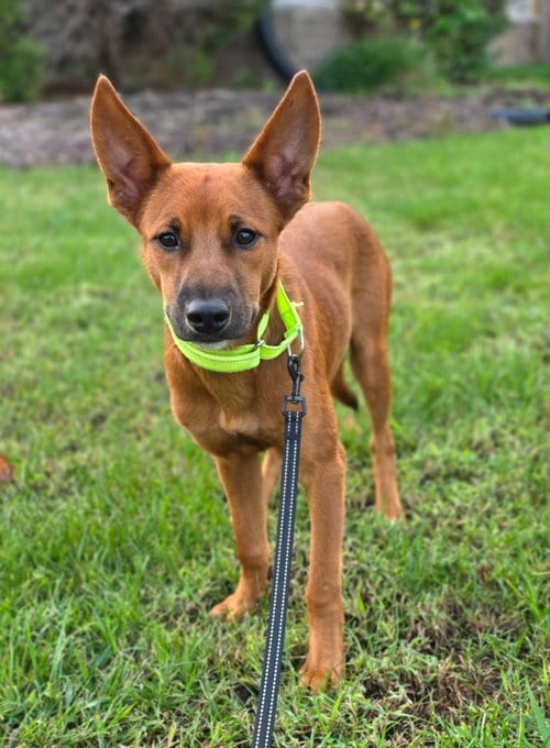Photo of Ares, adoptable Labrador Retriever in Virginia Beach, Virginia