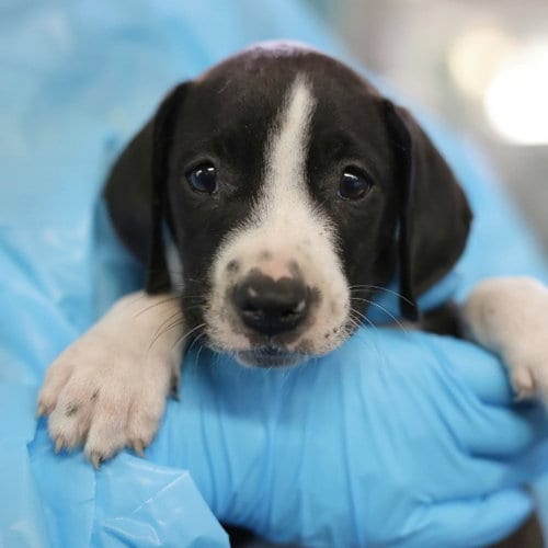 Photo of Tim, adoptable American Staffordshire Terrier in San Antonio, Texas
