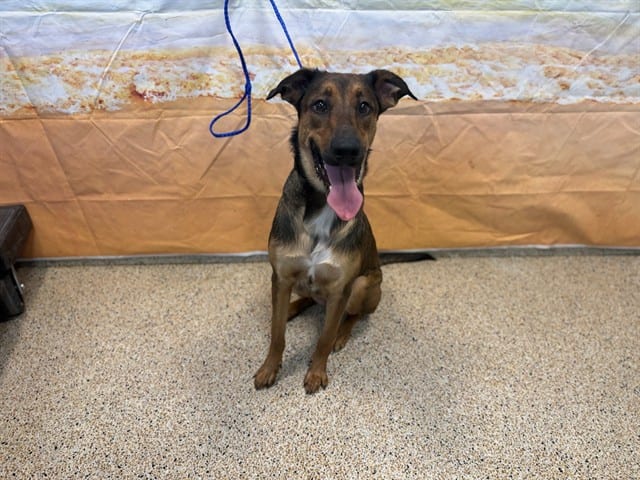 Photo of Kiara, adoptable Terrier in Miami, Florida