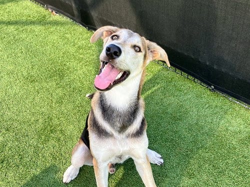 Photo of Tucker, adoptable German Shepherd Dog in Orange, California