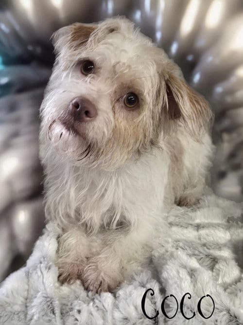 Photo of Coco, adoptable Chihuahua in Phelan, California