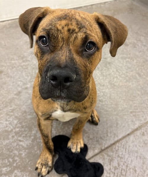 Photo of Rocket, adoptable American Pit Bull Terrier in Phoenix, Arizona