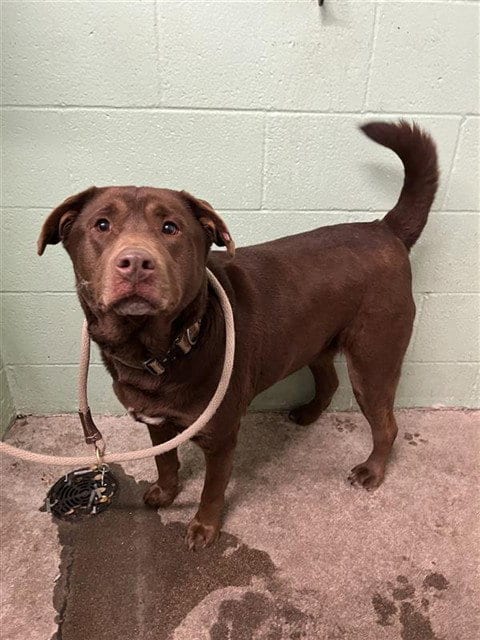 Photo of Remy, adoptable Labrador Retriever in Sacramento, California