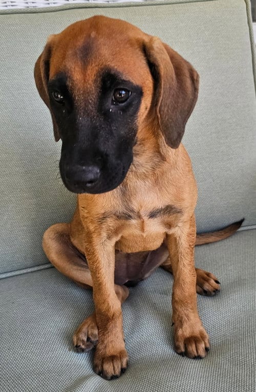 Photo of Puppy Espresso, adoptable Redbone Coonhound in Sussex, New Jersey