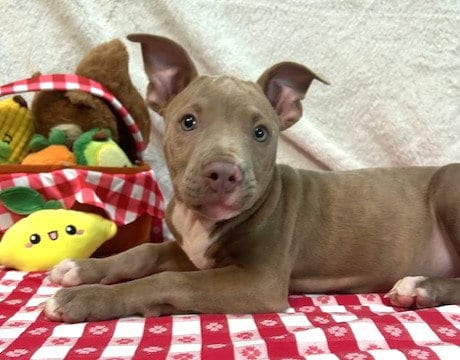 Photo of Ruckus, adoptable American Pit Bull Terrier in Wetumpka, Alabama