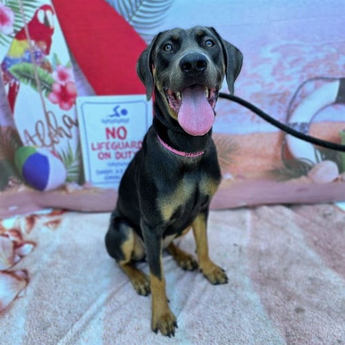 Photo of Jolene, adoptable Doberman Pinscher in Long Beach, California