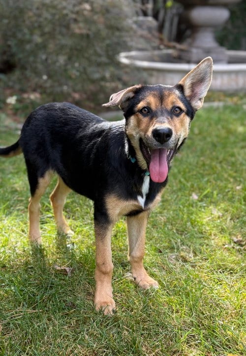 Photo of Bryce, adoptable Rottweiler in MIDWAY, Utah
