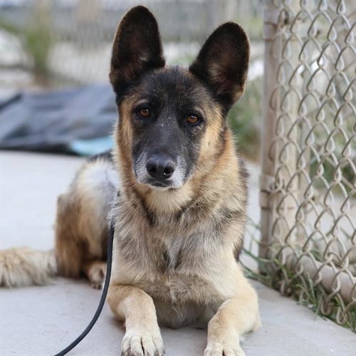 Photo of Hope, adoptable German Shepherd Dog in Modesto, California