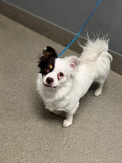 Photo of Rocky, adoptable Chihuahua in Las Vegas, Nevada