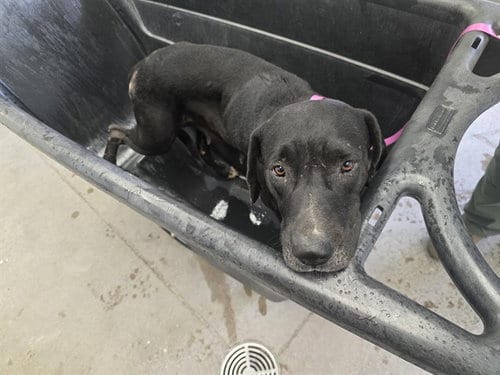 Photo of Sunshine, adoptable American Pit Bull Terrier in Mesa, Arizona