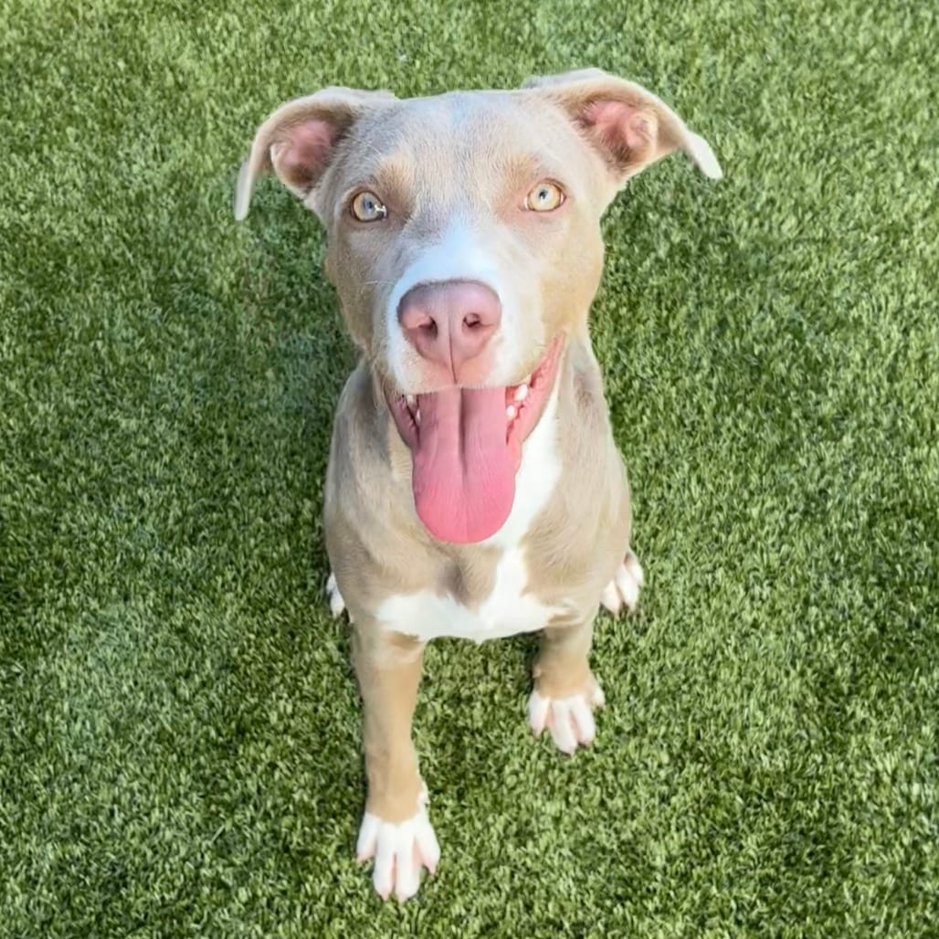 Photo of Phantom, adoptable Terrier, American Staffordshire / Mix in Spartanburg, South Carolina