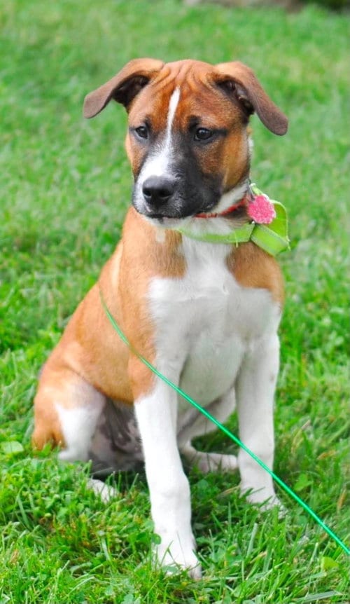 Photo of Pumbaa, adoptable Boxer in MECHANICSBURG, Pennsylvania