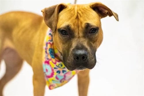 Photo of Summer, adoptable Terrier in Sanford, Florida