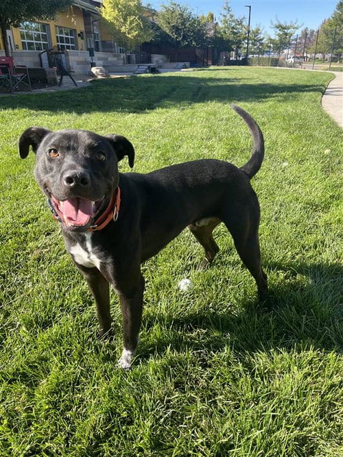 Photo of Russell, adoptable Border Collie in Elk Grove, California