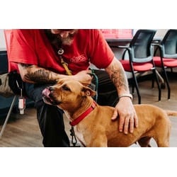 Photo of Lupita, adoptable Mixed Breed (Medium) in New Castle, Delaware