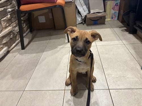 Photo of Salem, adoptable Rhodesian Ridgeback in Garland, Texas