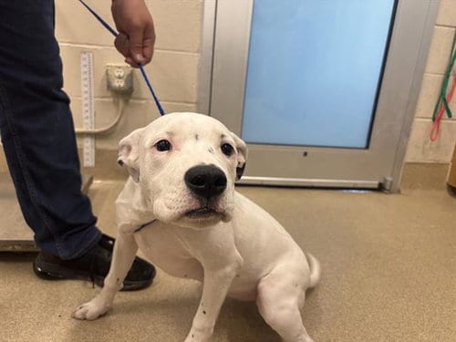 Photo of Love, adoptable American Staffordshire Terrier in Grand Prairie, Texas