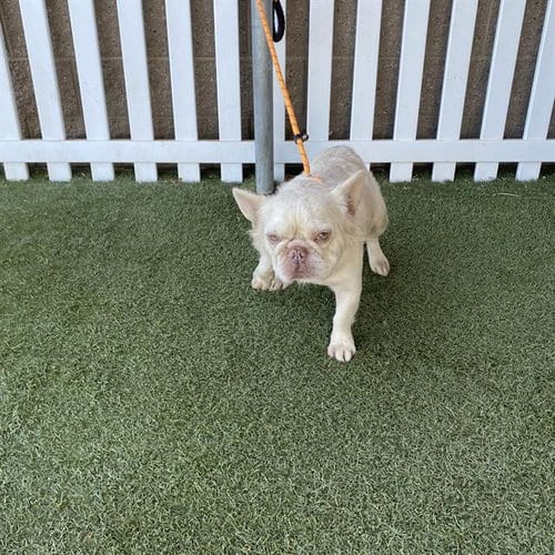Photo of A615047, adoptable French Bulldog in Modesto, California