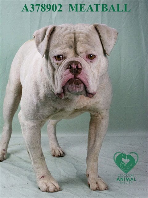 Photo of Meatball, adoptable American Bulldog in Stockton, California