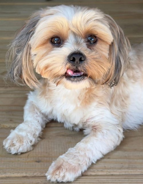 Photo of Birdie, adoptable Shih Tzu in Spring, Texas