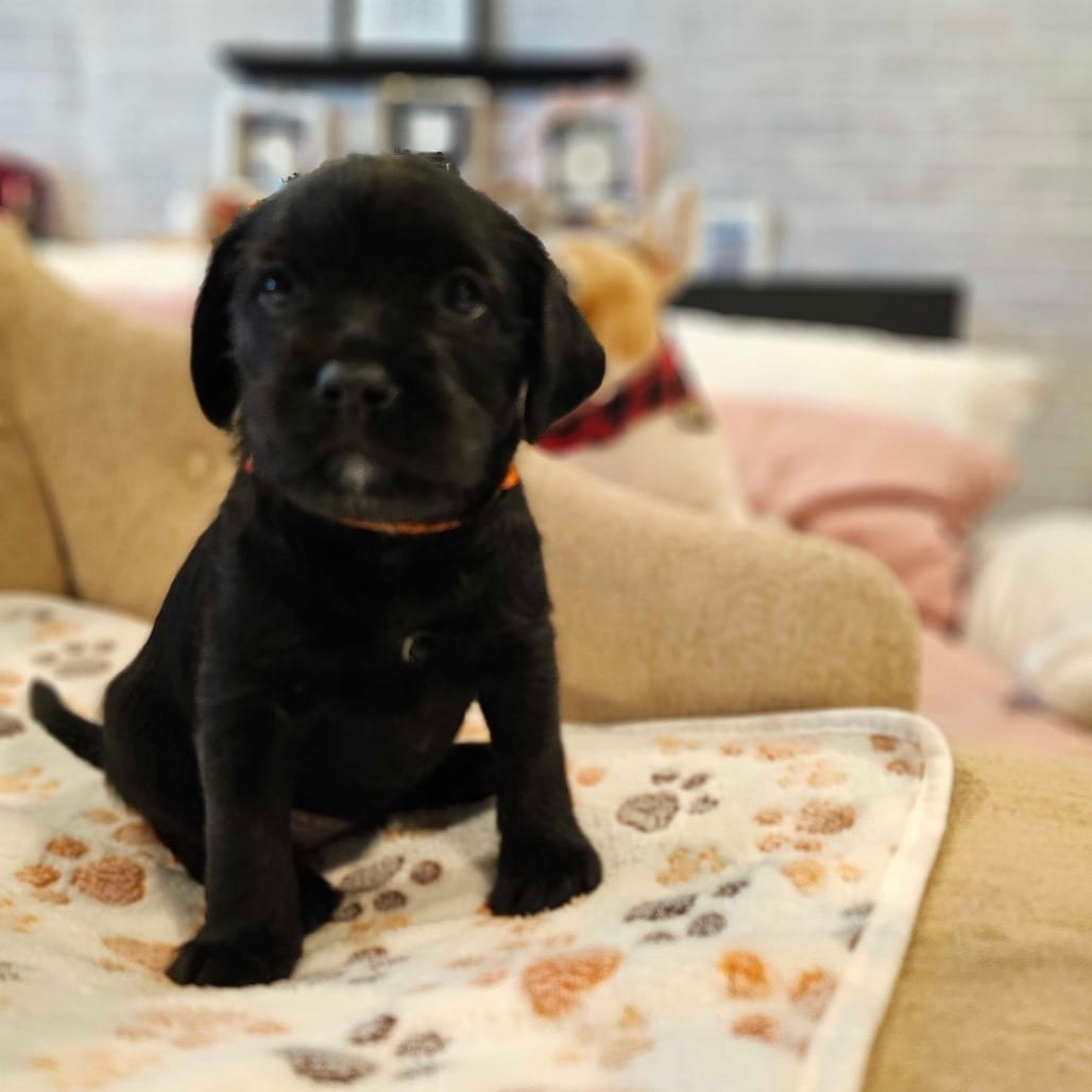 Photo of Ivonny, adoptable Bulldog, French in California, California