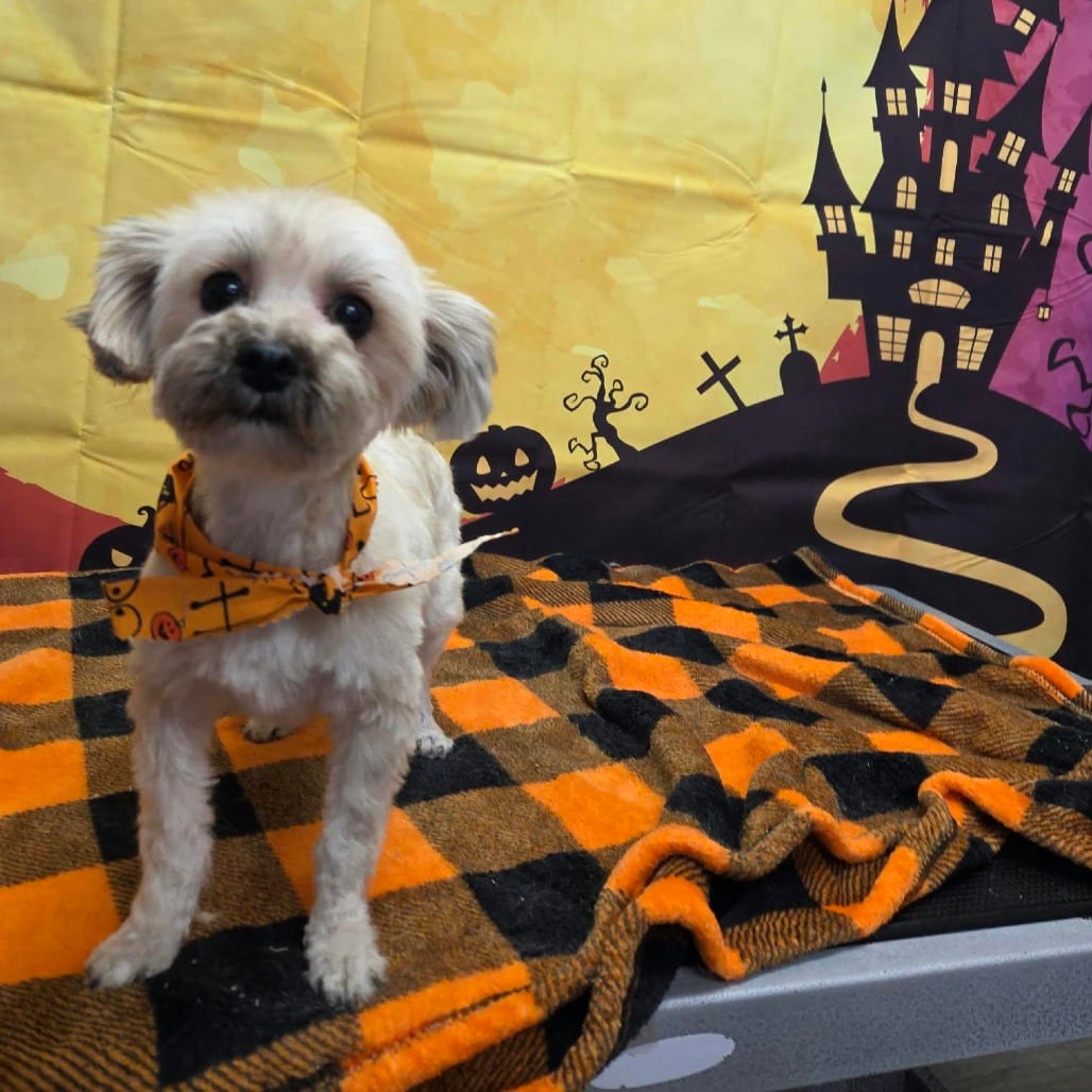 Photo of Princess, adoptable Terrier, Yorkshire, Yorkie in Jacksonville, North Carolina