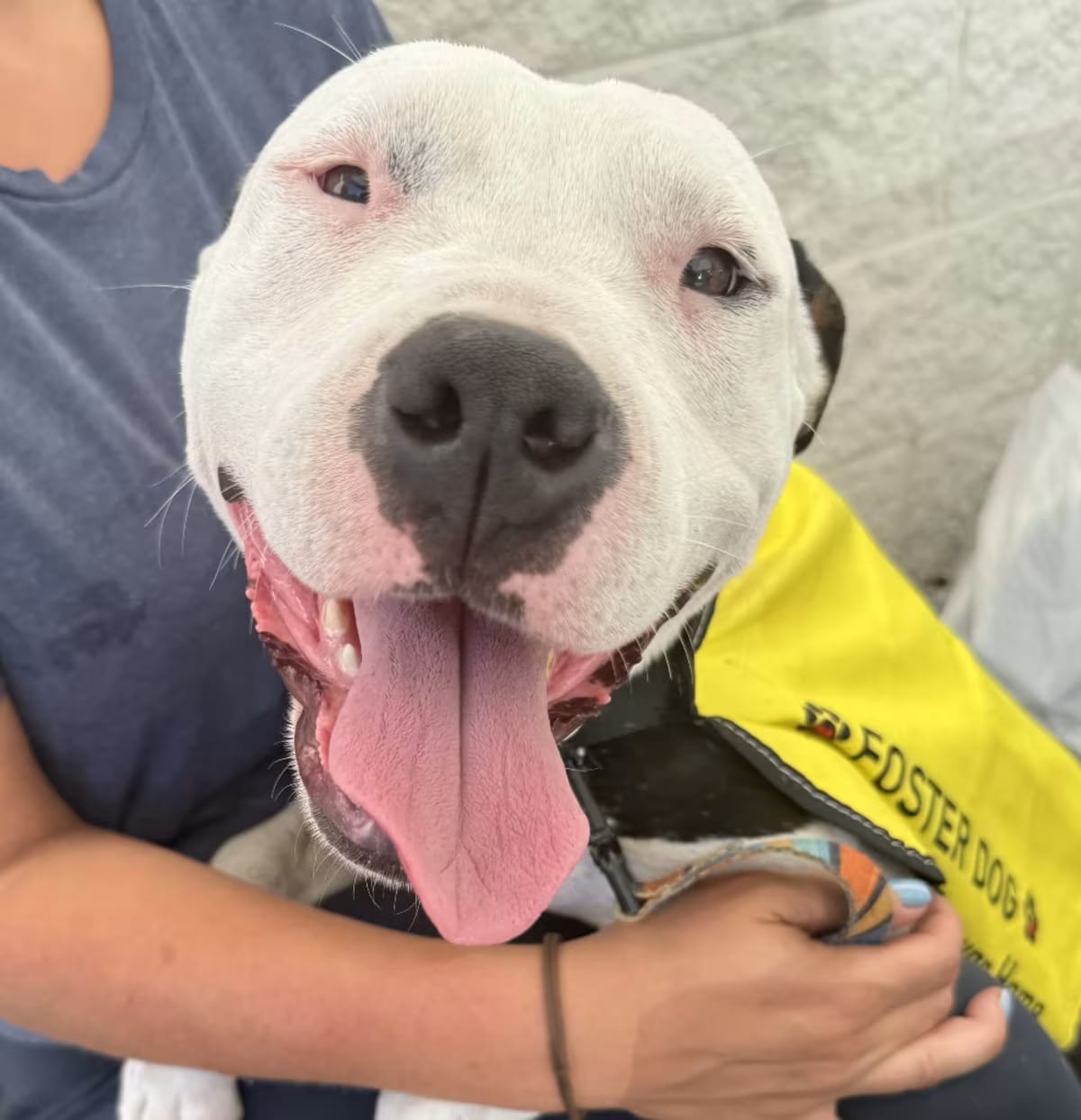 Photo of Mable, adoptable American Bulldog/Mixed Breed (Large) in QUINCY, Florida